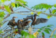 call ratio comparison analysis