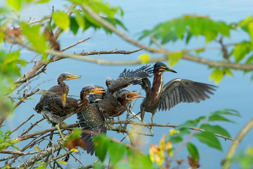 call ratio comparison analysis