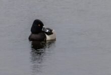 demographic analysis of calls