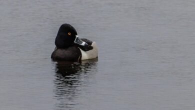 demographic analysis of calls