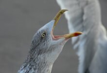 early morning call analysis