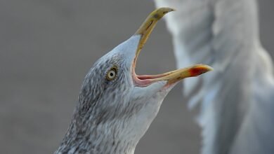 early morning call analysis