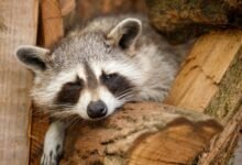 outlier detection in call logs