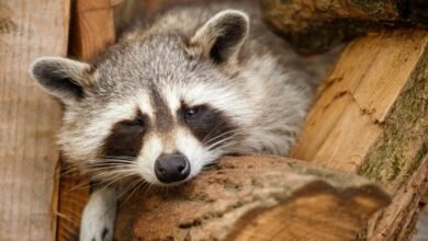 outlier detection in call logs