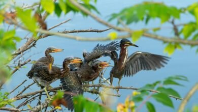 user behavior during calls