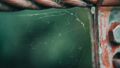 network integrity council numbers